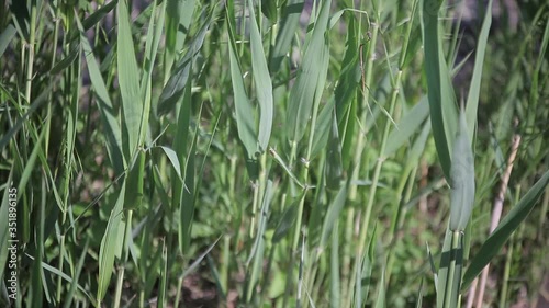 Arundo donax, common cane that grows spontaneously photo