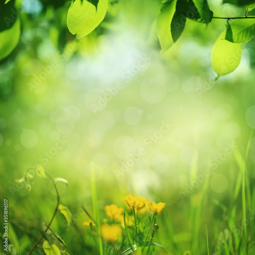 Nature background, frame of green grass and tree leaves