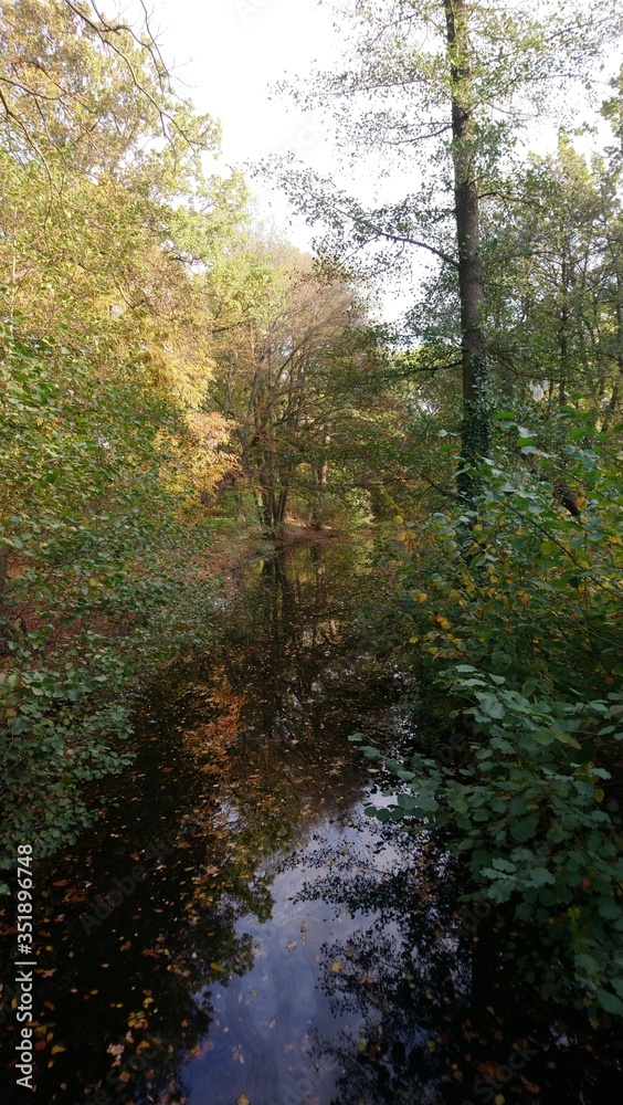 Pond in the forest and leaves in it Pond in the forest and leaves in it