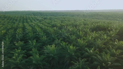 Aerial View Palm Oil Tree Plantation sunset 4K Indonesia