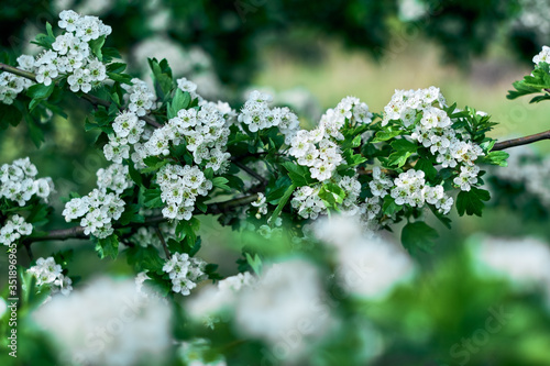Single-seeded common hawthorn hedge with snow white blossoms and fresh green leaves growing at forest edge in middle Germany - Bavaria, Europe. Shallow depth of field. Branch with green background.