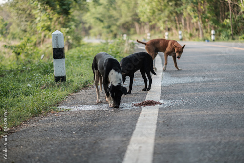 Stray dogs live on the roads in the forest Dirty and hungry, waiting for food.