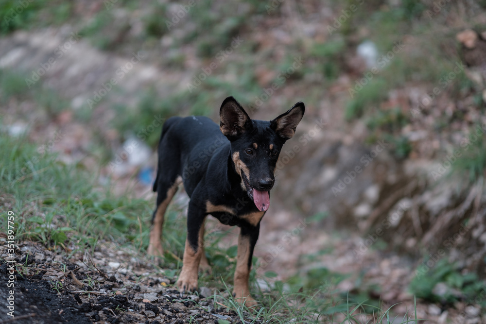 Stray dogs live on the roads in the forest Dirty and hungry, waiting for food. Stray dogs live on the roads in the forest Dirty and hungry, waiting for food.