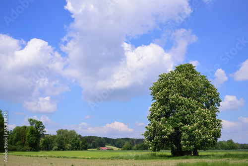 Scenic picture in Bavaria with meadows, trees and a blue sky with clouds, with a blossoming chestnut tree in the foreground