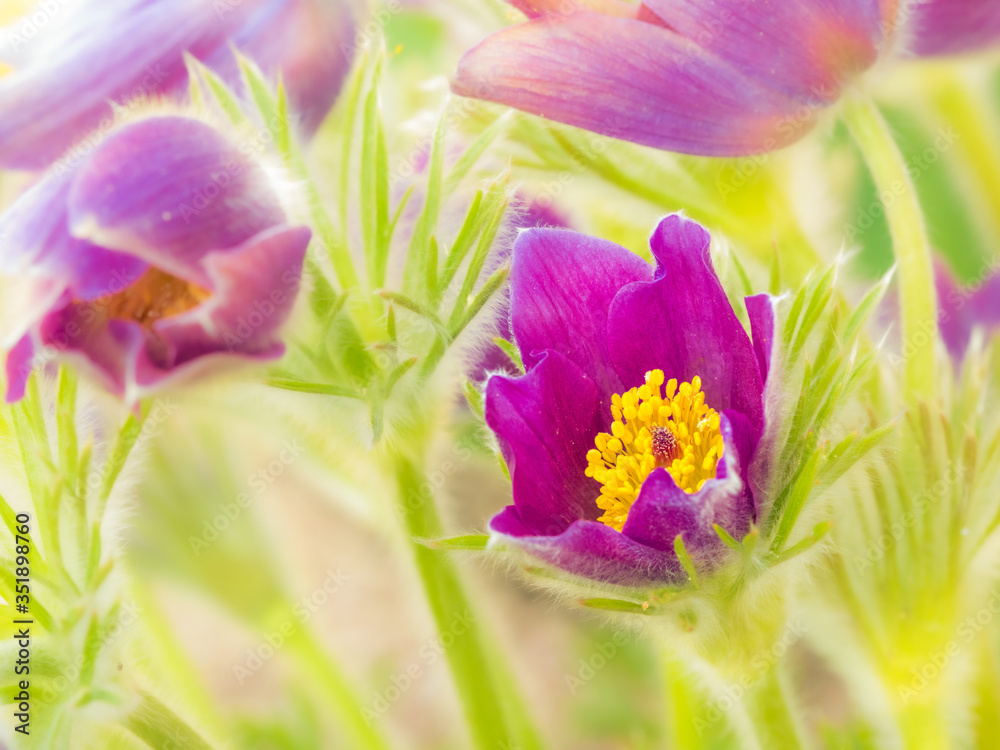 Fototapeta premium Küchenschelle