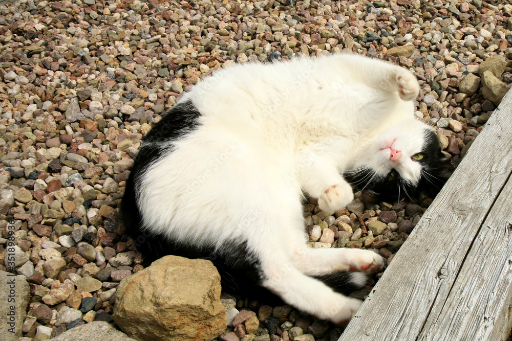 The black and white tomcat lounging on the terrace on a warm, sunny day. The black and white tomcat lounging on the terrace on a warm, sunny day.
