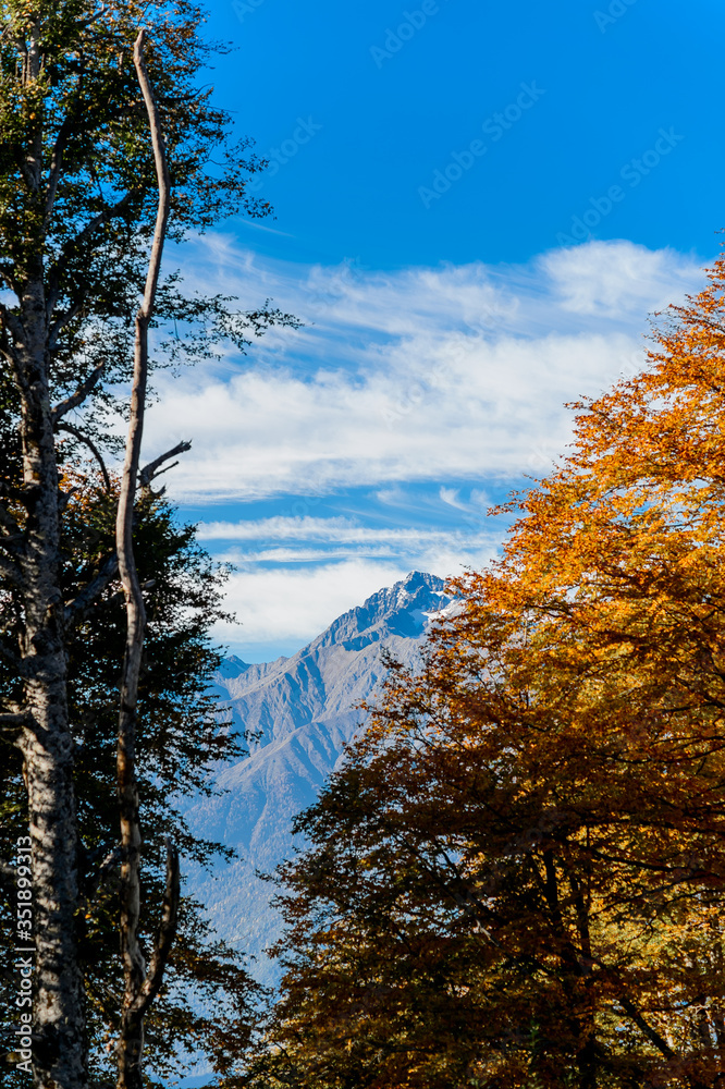 Obraz premium Sochi, Rosa hutor. The mountain view on a sunny automn day. Contrast colours of landscape, deep blue sky and bright utumnal leaves