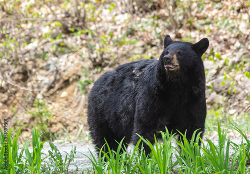 Closeup of a young female American Black Bear in natural surroundings.