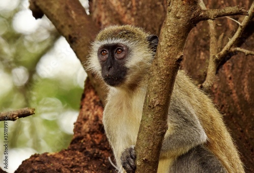 vervet monkey on the tree