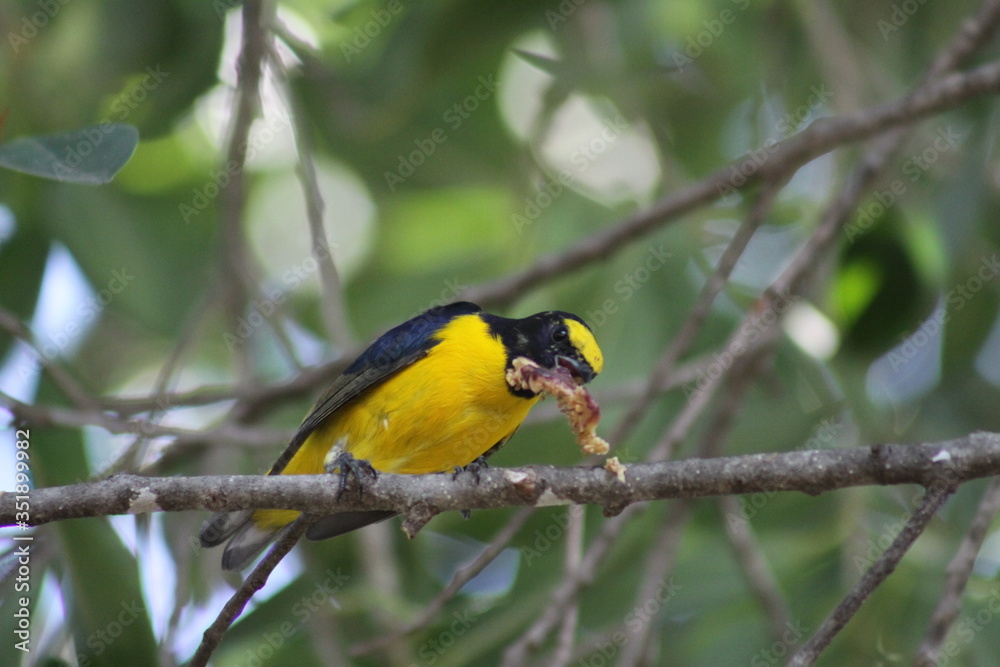 pajaro amarillo comiendo en la rama pajaro amarillo comiendo en la rama