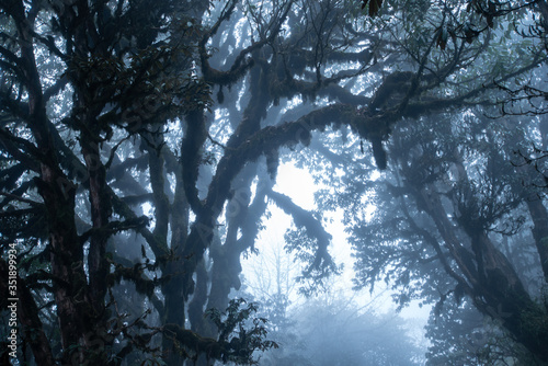 magical dark foggy night forest with dense branches