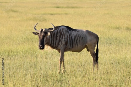 Fototapeta Naklejka Na Ścianę i Meble -  wildebeest in the savannah