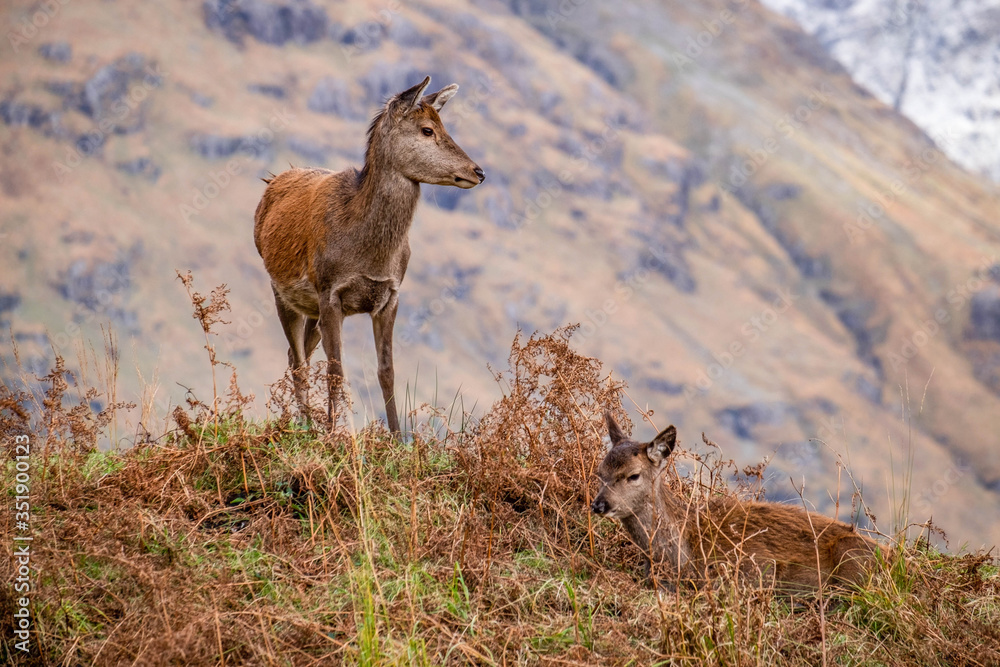 Deer at Glen Etive, Ballachulish in the dramatic highlands of scenic Scotland, fantastic adventure travel destination or holiday vacation to view picturesque scenery at sunrise or sunset Deer at Glen Etive, Ballachulish in the dramatic highlands of scenic Scotland, fantastic adventure travel destination or holiday vacation to view picturesque scenery at sunrise or sunset