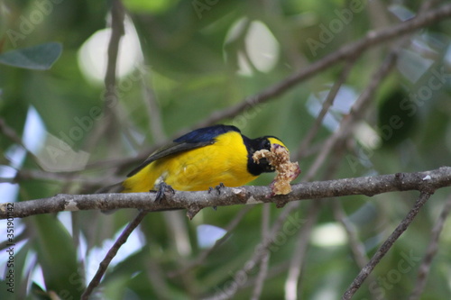 pajaro amarillo comiendo en la rama photo