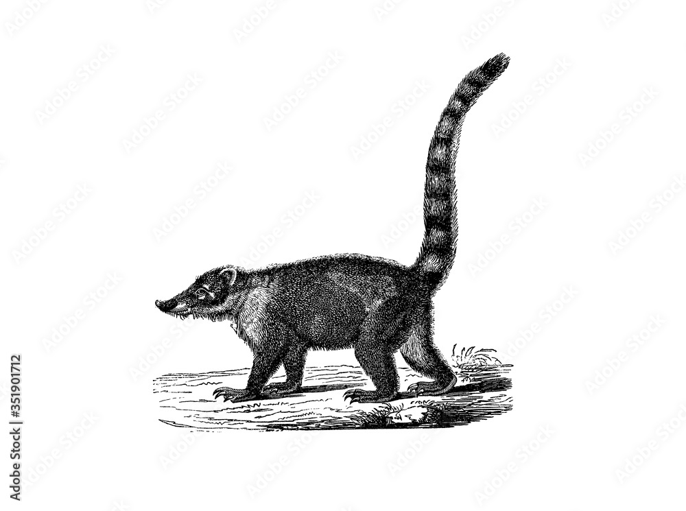 Illustration of a Coati in popular encyclopedia from 1890