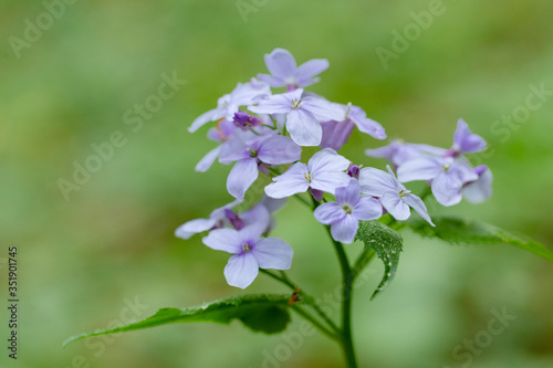 Lunaria rediviva, known as perennial honesty, is a hairy-stemmed perennial herb found throughout Europe. Unique forest beech ecosystem with flowering plants Lunaria rediviva.