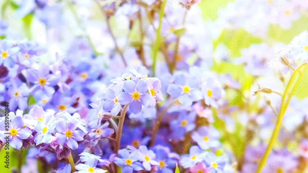spring background of delicate blue flowers of forget-me-nots