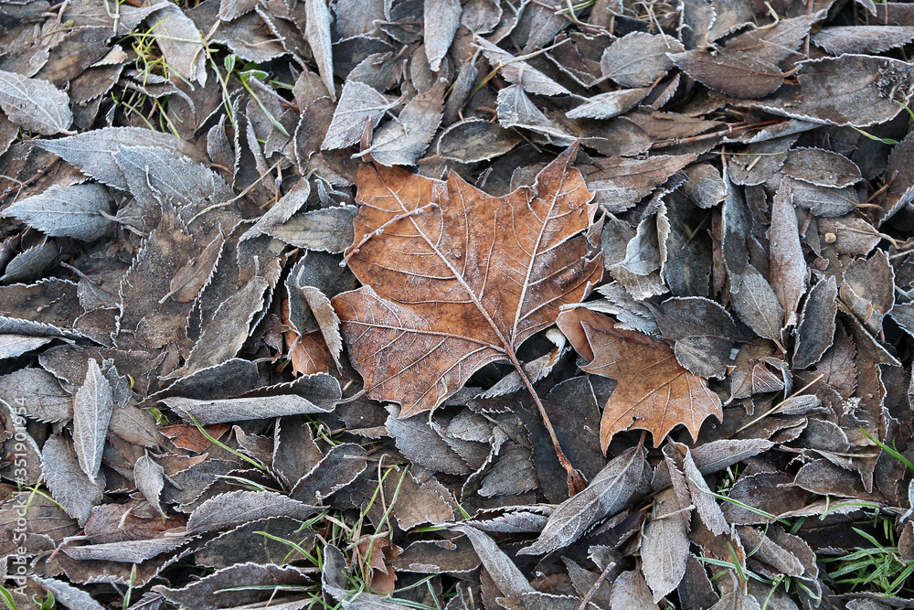frozen leaves on the ground frozen leaves on the ground