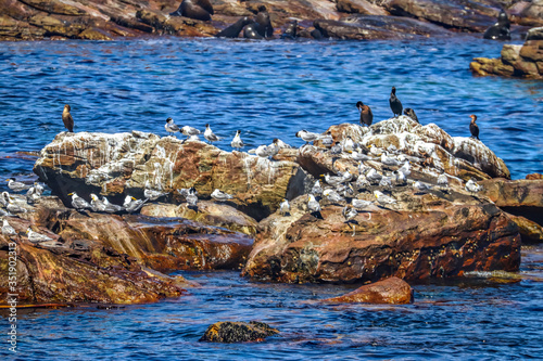 Cape of Good Hope, South Africa