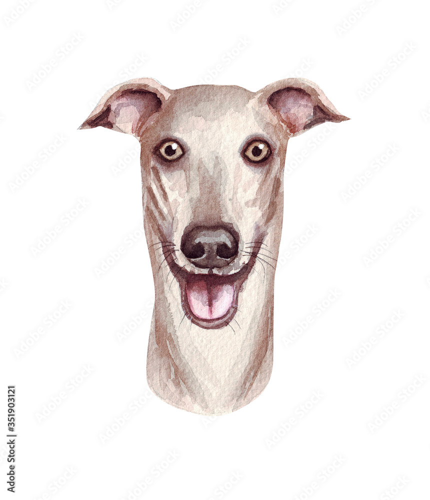 Watercolor illustration of a funny dog. Popular dog breed. Dog Greyhound. Hand made character isolated on white Watercolor illustration of a funny dog. Popular dog breed. Dog Greyhound. Hand made character isolated on white
