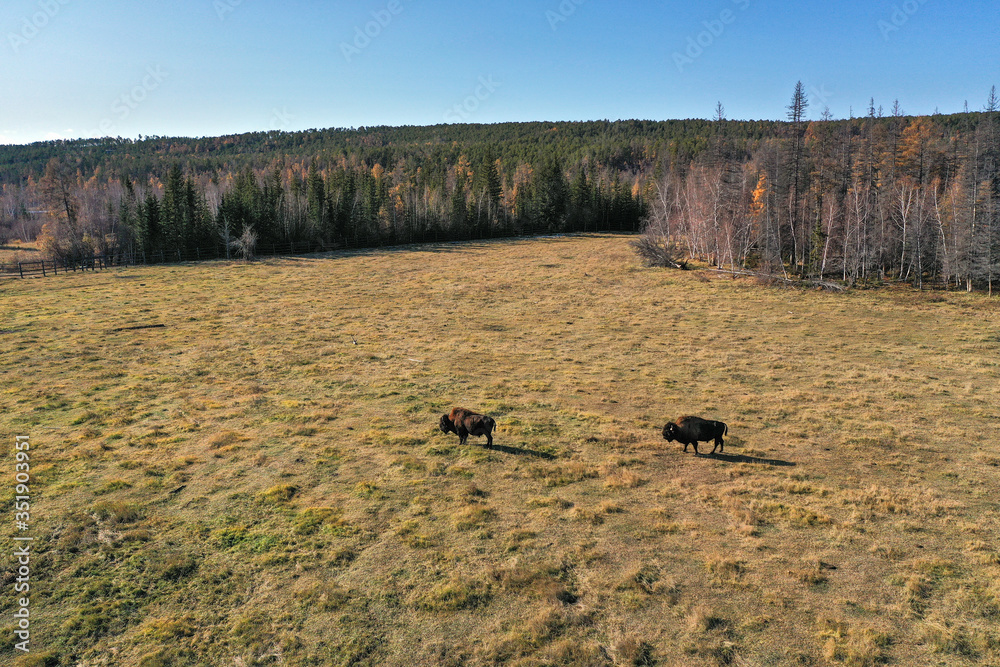 Wood Bisons Grazing in the field in autumn in the Ust-Buotama nursery in Lena Pillars Nature Park, Sakha Republic, Yakutia, Russia. Aerial view Wood Bisons Grazing in the field in autumn in the Ust-Buotama nursery in Lena Pillars Nature Park, Sakha Republic, Yakutia, Russia. Aerial view