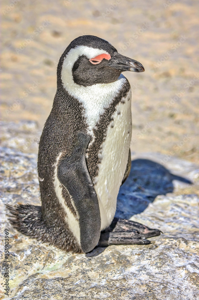 Naklejka premium Cape of Good Hope, South Africa