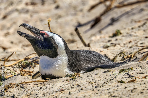 Cape of Good Hope, South Africa