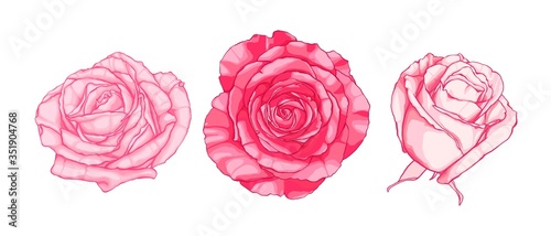 Set of hand drawn pink roses. Cartoon style.