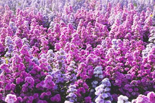 The beautiful background image of the field of purple Margaret flowers is refreshing and natural.