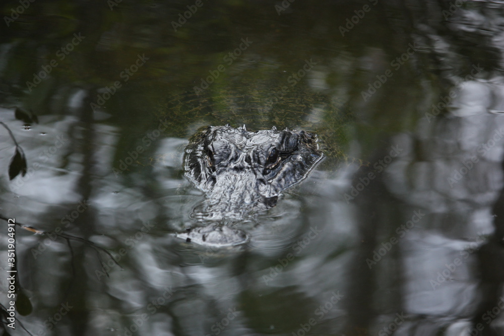 American Alligator Swimming in Water Closeup American Alligator Swimming in Water Closeup
