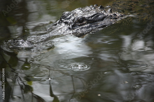 American Alligator Swimming in Water Closeup