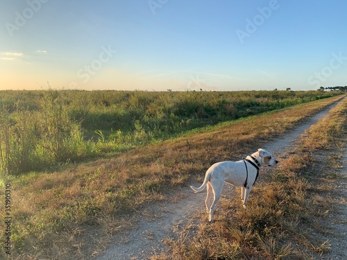 White Dog on Dirt Road at Sunset