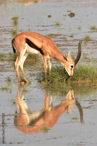 antelope in water