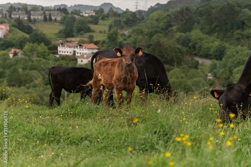 una vaca mirando a lo lejos