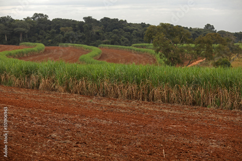 planting area for sugar cane