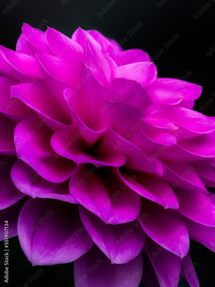 Dahlia flower Dahlia flower