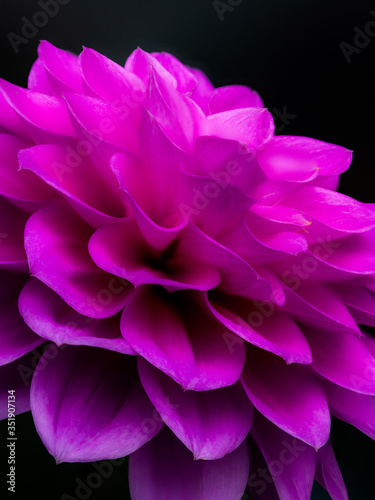 Dahlia flower © guy