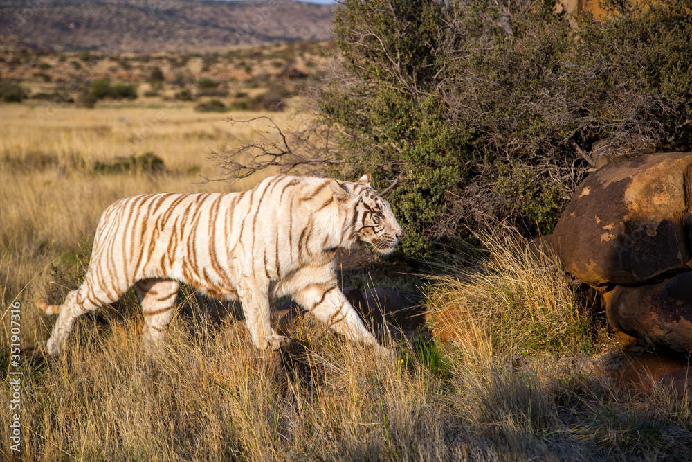 Rare white Tiger female walking in Tiger Canyons Game Reserve in South Africa Rare white Tiger female walking in Tiger Canyons Game Reserve in South Africa