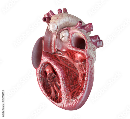 Fototapeta kuchenna Human heart cross-section.