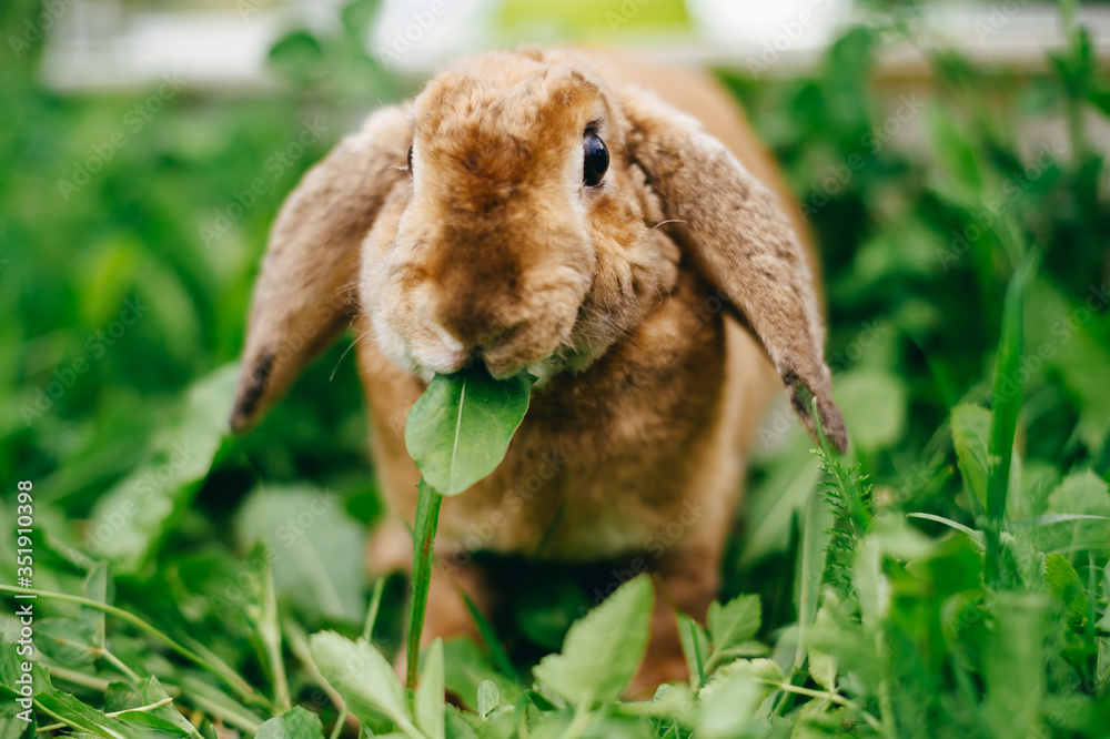 Red-haired pygmy rabbit of Rex breed walks on a greensward Red-haired pygmy rabbit of Rex breed walks on a greensward