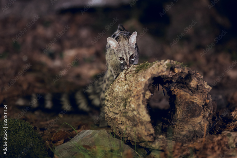 Close up of Wild genet looking for food on tree trunk