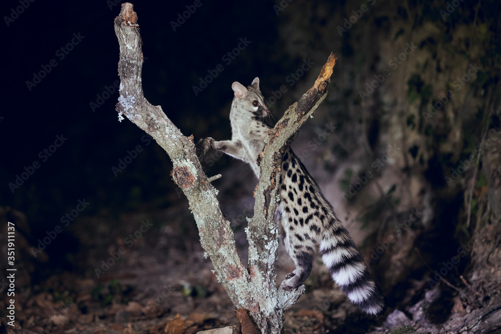 wild genet looking for food and climbing tree trunk at night