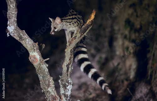 Close up of wild genet looking for food and climbing tree trunk at night photo