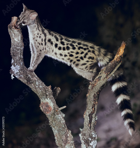 Close up of wild genet looking for food and climbing tree trunk at night photo