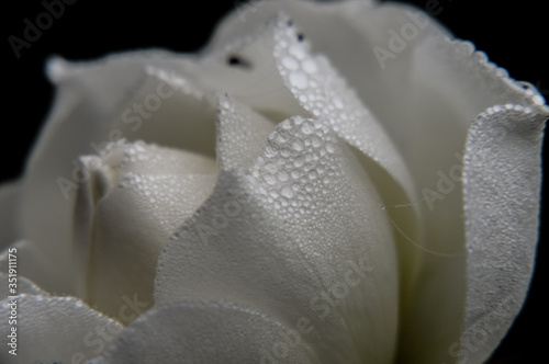 Amazing white rose in winter covered by humidity little drops on a dark background close up
