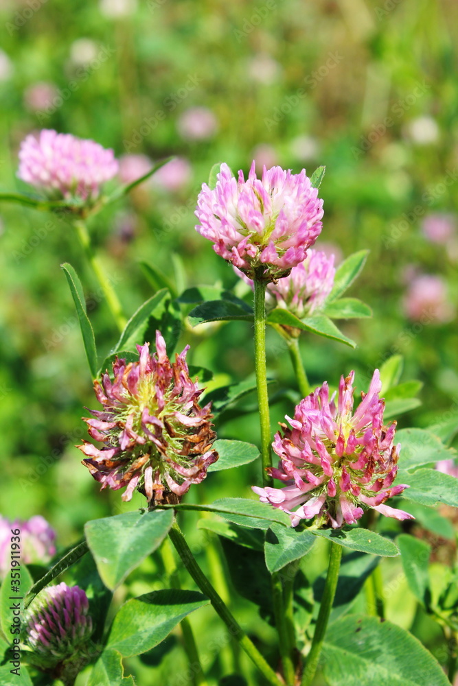 flowers Clover flowers Clover
