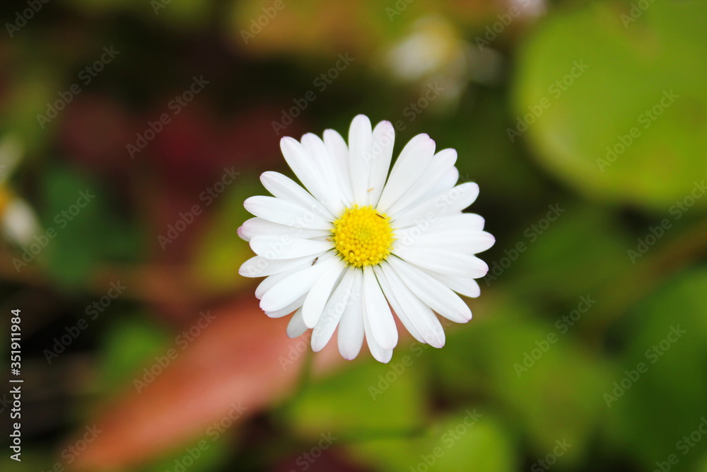 Fototapeta premium Chamomile Flower