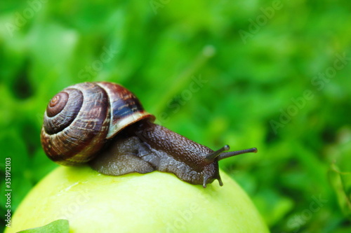 A snail crawls over an Apple