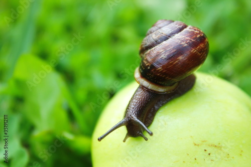 A snail crawls over an Apple