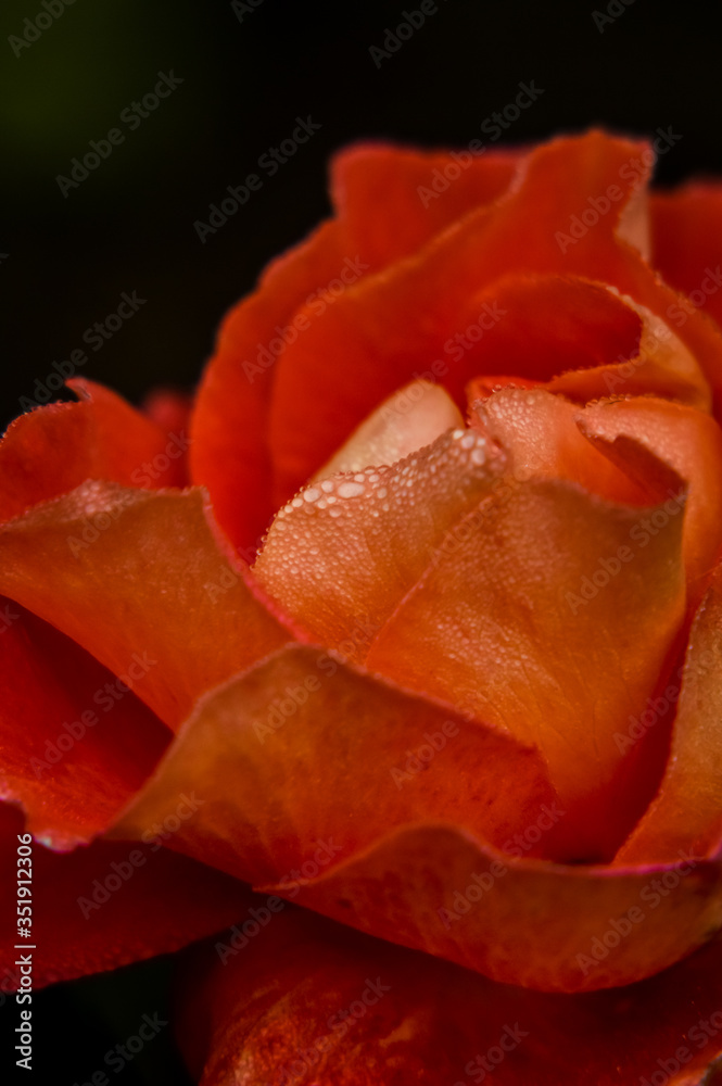 Amazing red rose in winter covered by humidity little drops on a dark background close up
Amazing red rose in winter covered by humidity little drops on a dark background close up